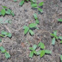 Location: Opp, AL  Z8b
Date: 2017-05-24