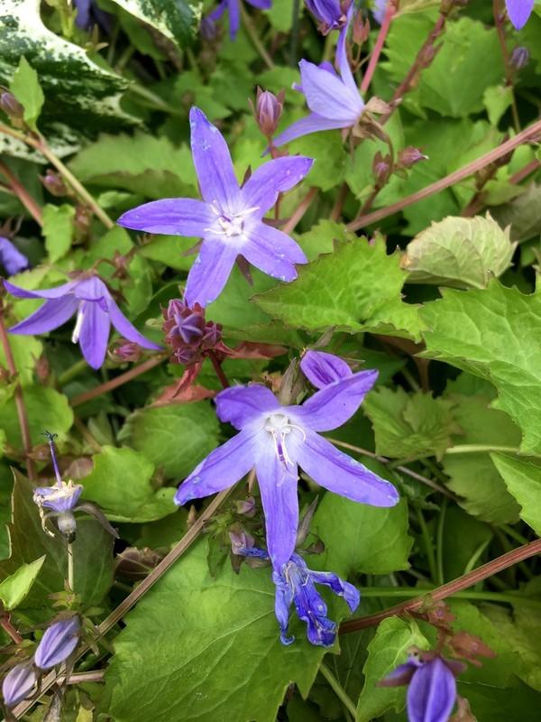 Photo of the bloom of Serbian Bellflower (Campanula poscharskyana Blue