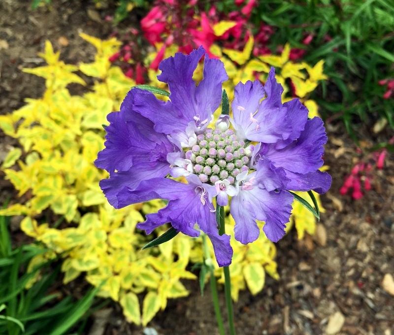 Photo of the bloom of Pincushion Flower (Lomelosia caucasica 'Fama
