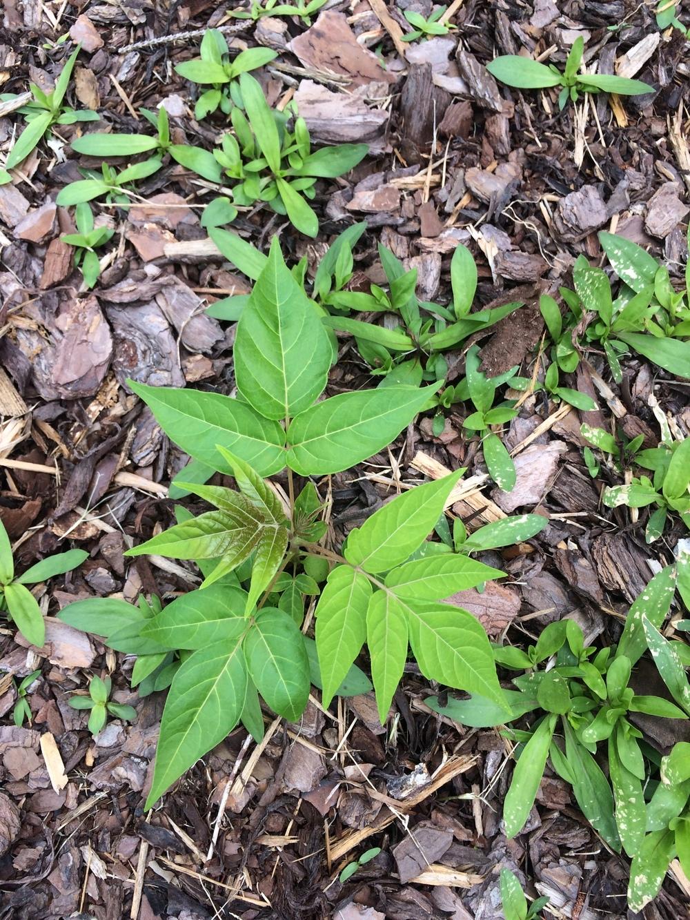 Photo of Tree of Heaven (Ailanthus altissima) uploaded by Dbh0004