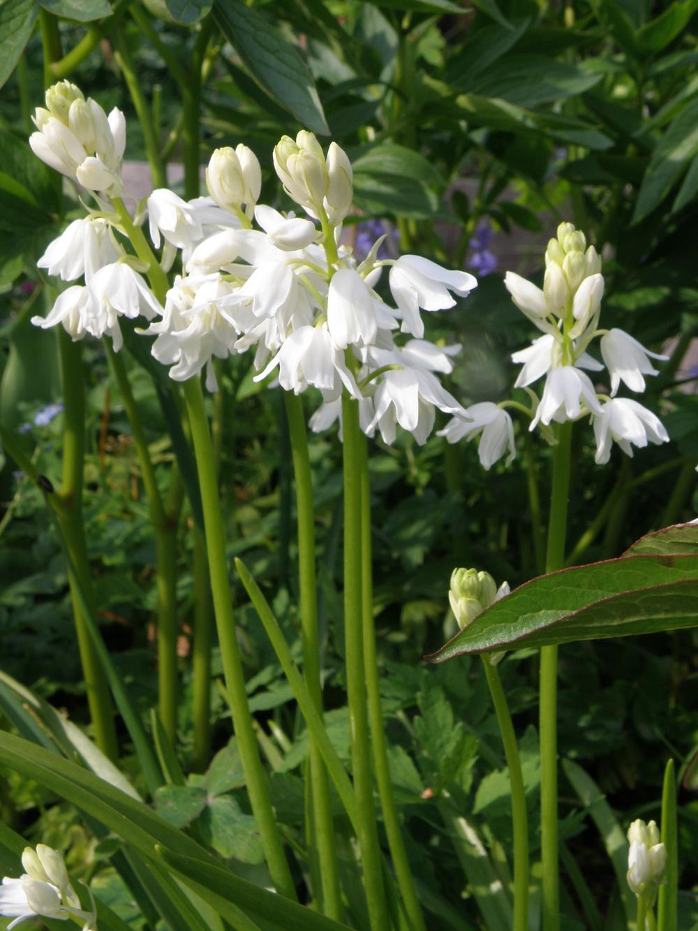 White Spanish Bluebell (Hyacinthoides hispanica 'Alba')