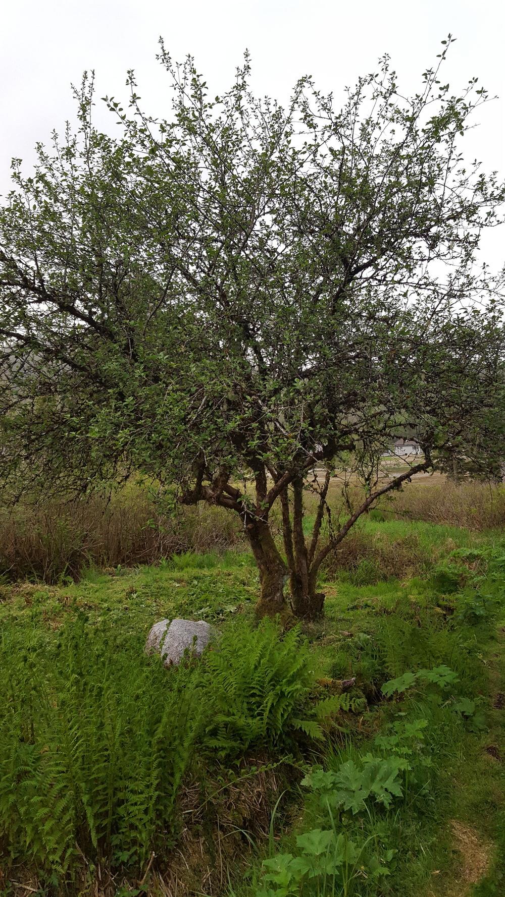 Fruit tree Identification in the Plant ID forum