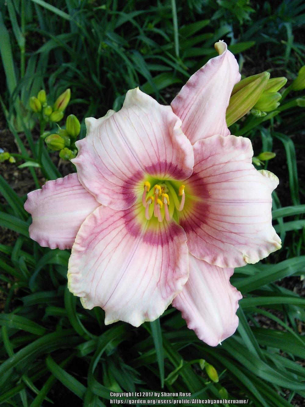 Daylily (Hemerocallis 'Happy Enchantment') in the Daylilies Database