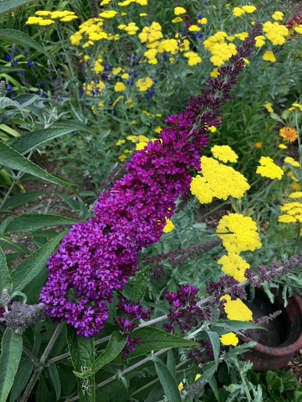 Butterfly Bushes Plant Care and Collection of Varieties