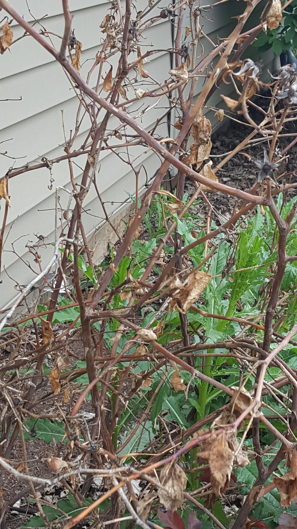 Is this rose bush dead? in the Roses forum