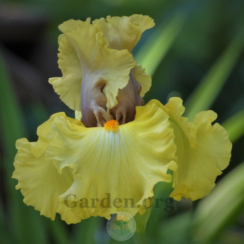Photo of the bloom of Tall Bearded Iris (Iris 'Idle Rich') posted by