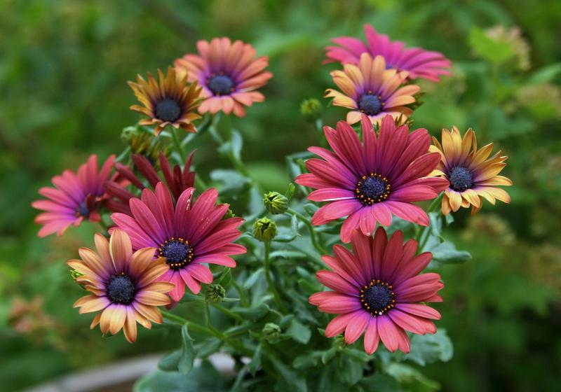 African Daisy (Osteospermum ecklonis Ostica™ Bronze)