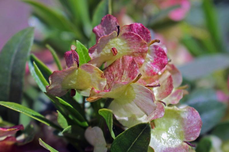 SpoonLeaf HopBush (Dodonaea viscosa subsp. spatulata)