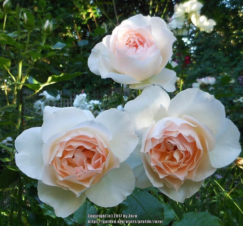 Tandrow Roses Photo of the bloom of Hybrid Tea Rose (Rosa 'Chandos Beauty') posted by ...