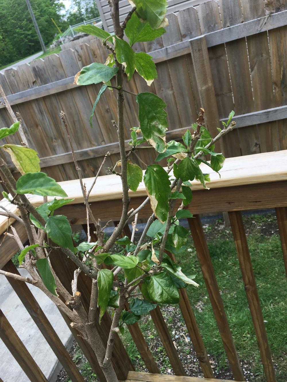 Hibiscus tree in the Ask a Question forum