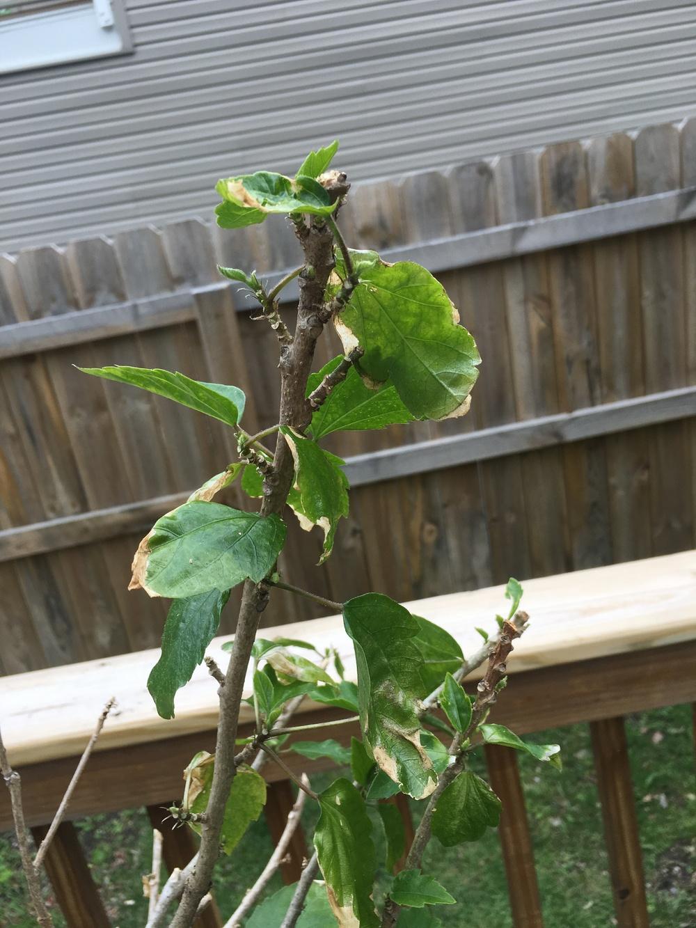 Hibiscus tree in the Ask a Question forum