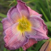 Location: Lake Country Gardens, Perry, Missouri Date: 2015-07-04