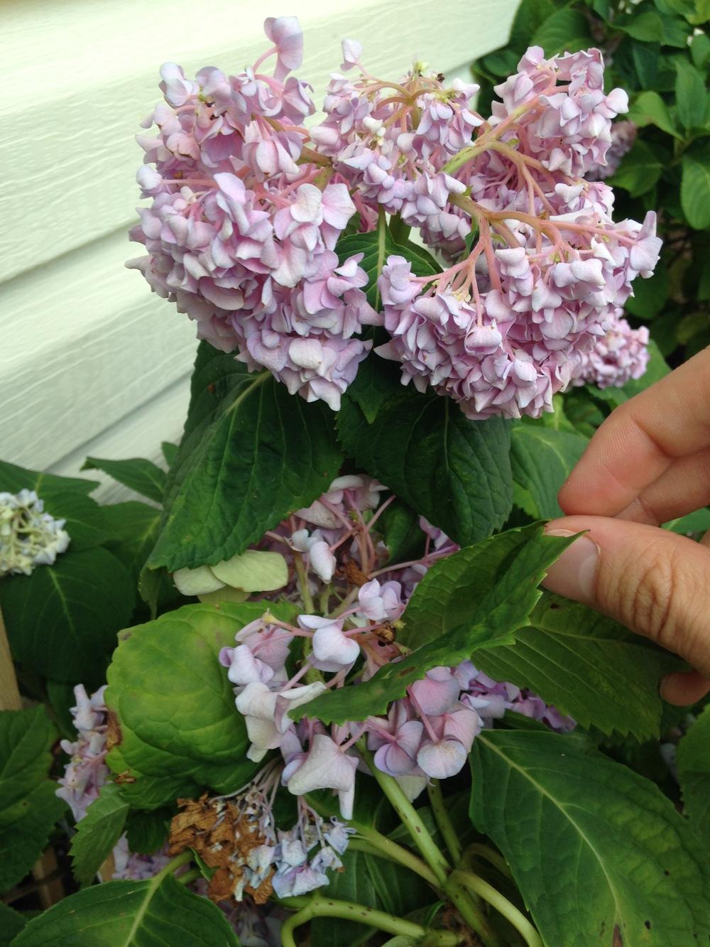 What is eating my hydrangeas!!?! Help please! in the Perennials forum