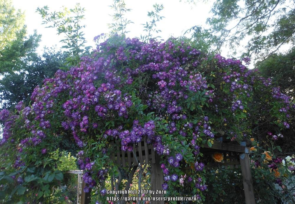 Photo of the entire plant of Rambling Rose (Rosa 'Veilchenblau') posted