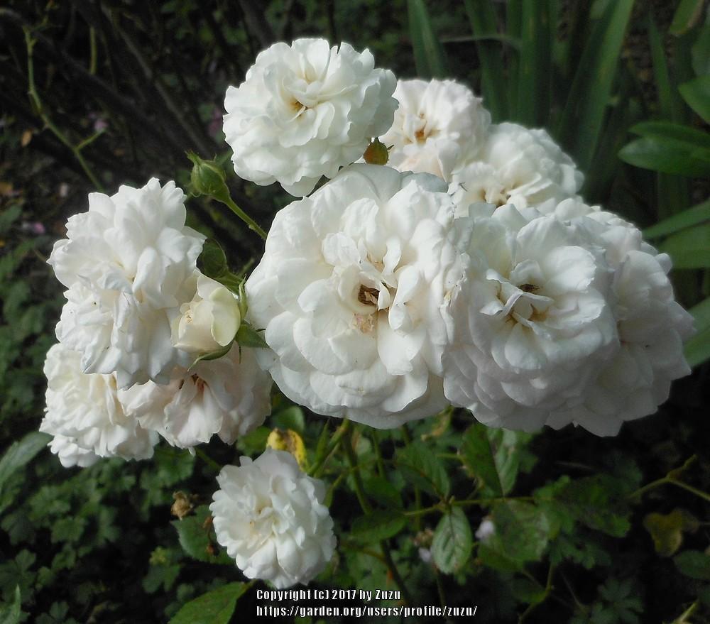 Photo of the bloom of Hybrid Musk Rose (Rosa 'Prosperity') posted by