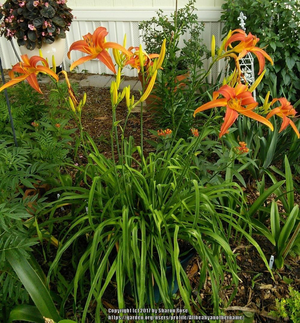 Daylily (Hemerocallis 'Chesapeake Crablegs') in the Daylilies Database