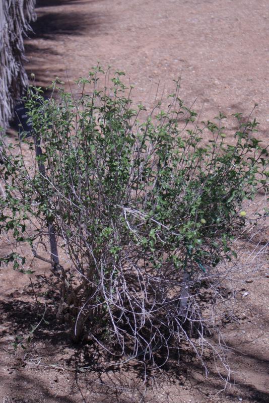 Photo of the entire plant of Button Brittlebush (Encelia frutescens
