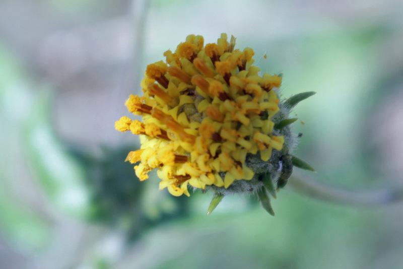 Button Brittlebush (Encelia frutescens)