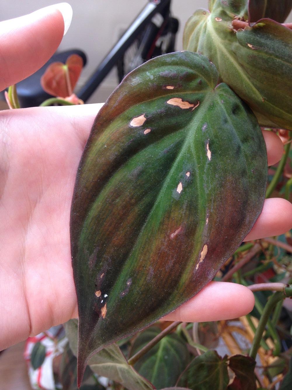 Houseplants Forum Philodendeon Problem Identification Help Garden Org