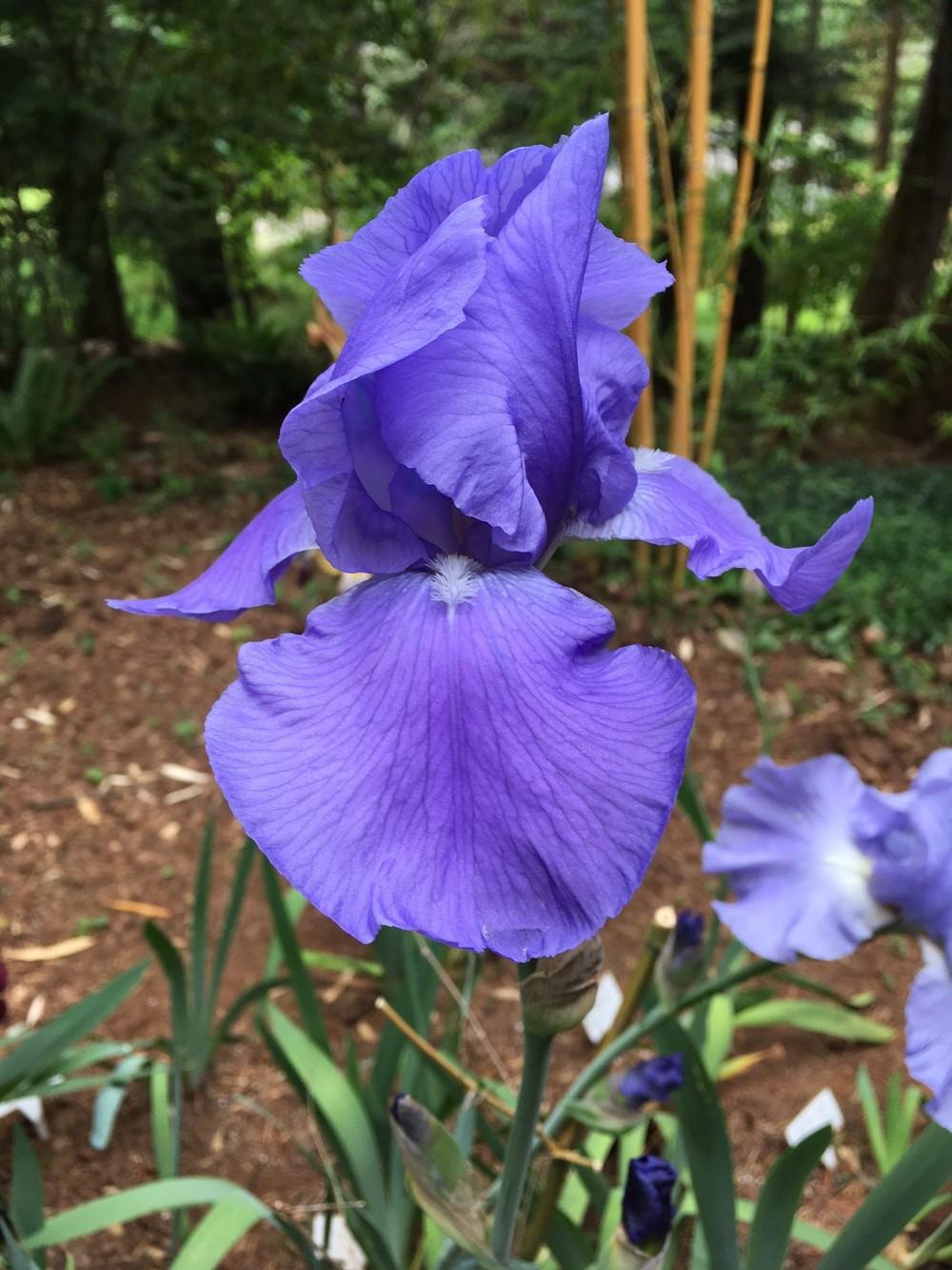 Tall Bearded Iris (Iris 'Pacific Panorama') in the Irises Database