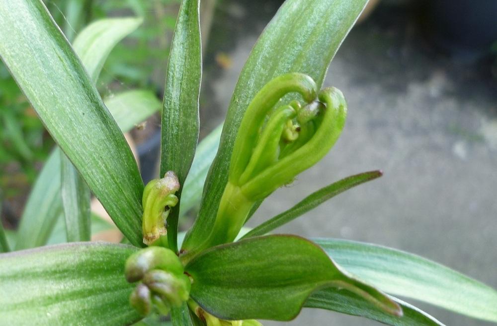 more deformed buds in the Lilies forum