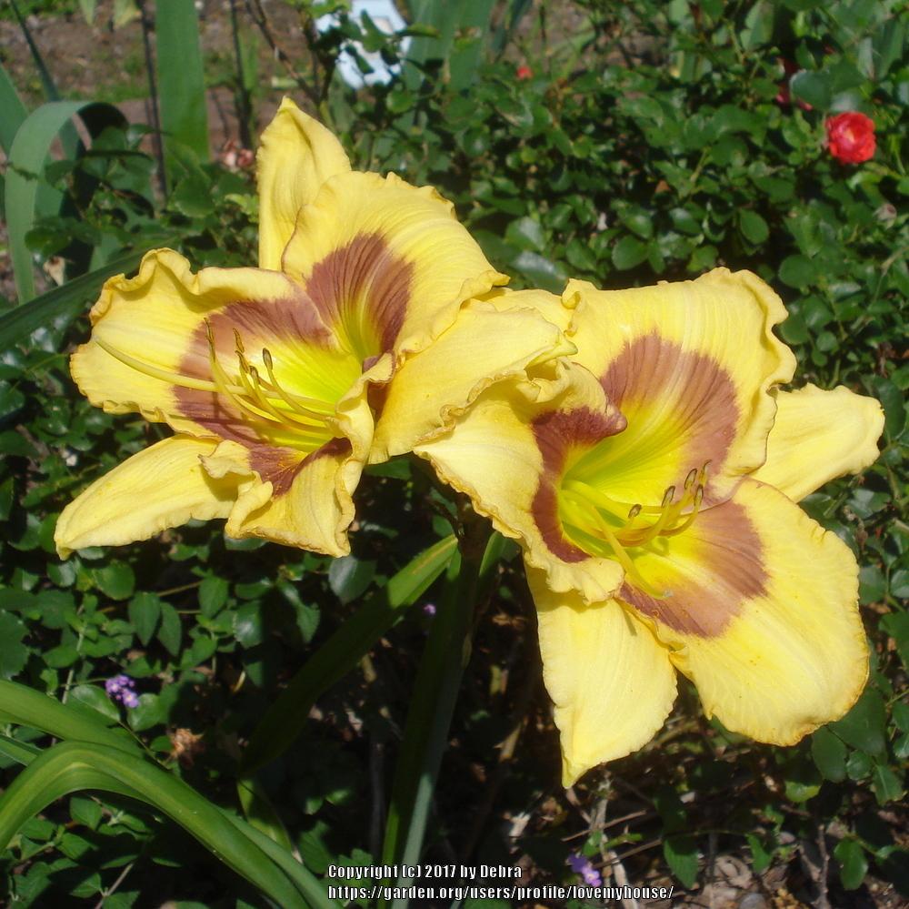 Daylily (Hemerocallis 'Royal Easter') in the Daylilies Database