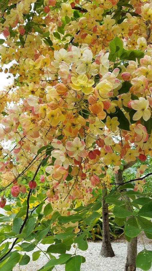 Rainbow Shower Tree (Cassia x nealiae)