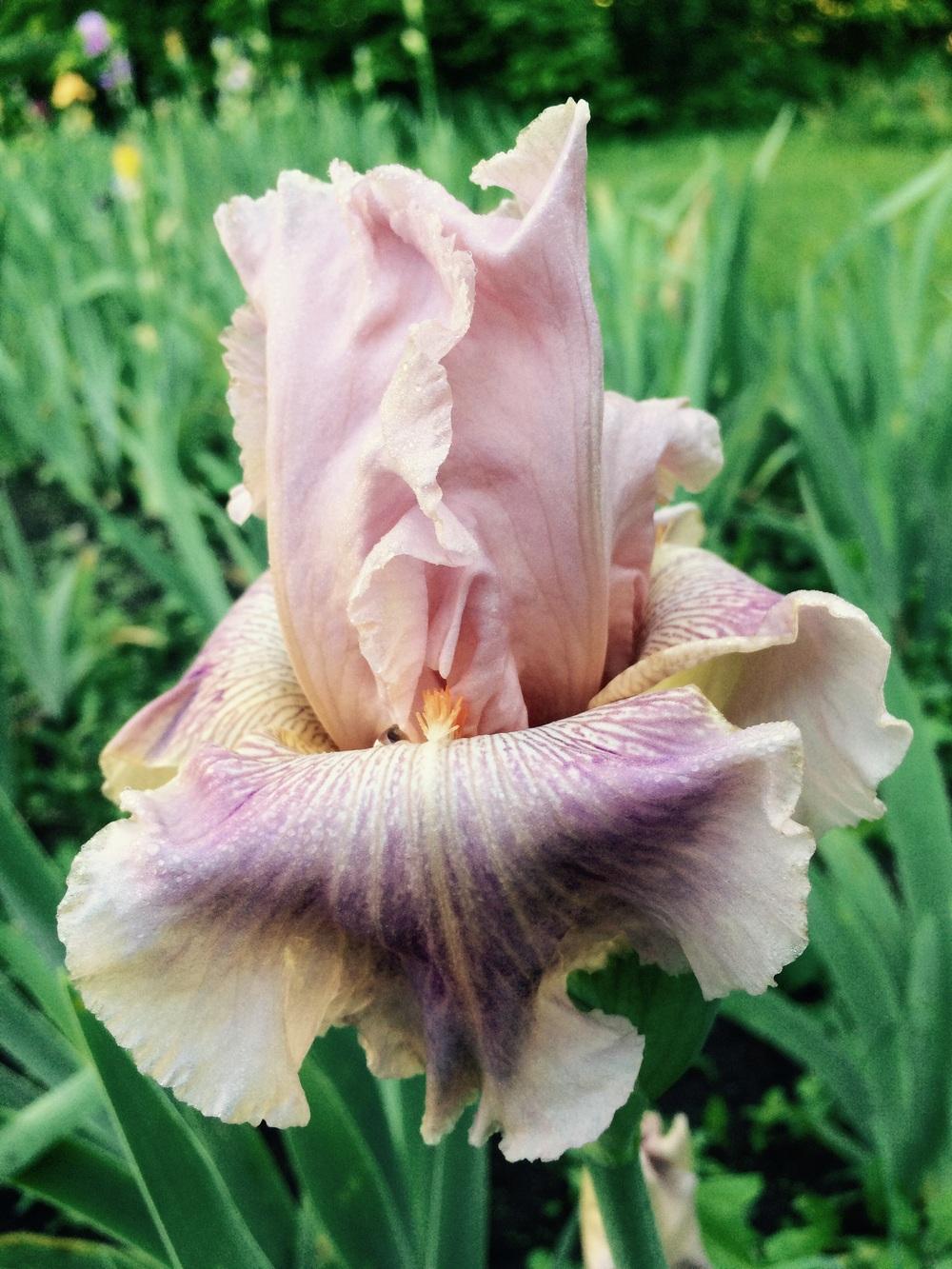 Tall Bearded Iris (Iris 'Raspberry Jewelry') in the Irises Database
