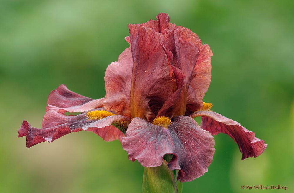 Intermediate Bearded Iris (Iris 'Red Zinger') in the Irises Database