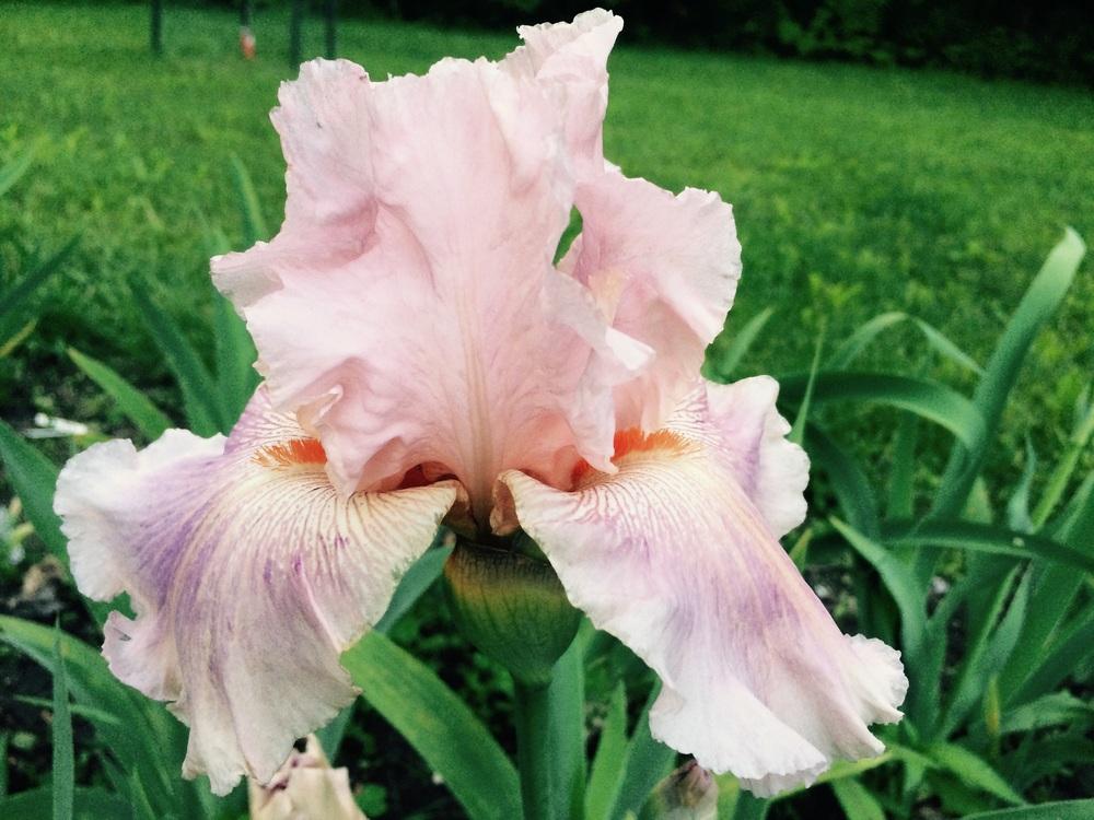 Photo of the bloom of Tall Bearded Iris (Iris 'Raspberry Jewelry') posted by Lbsmitty