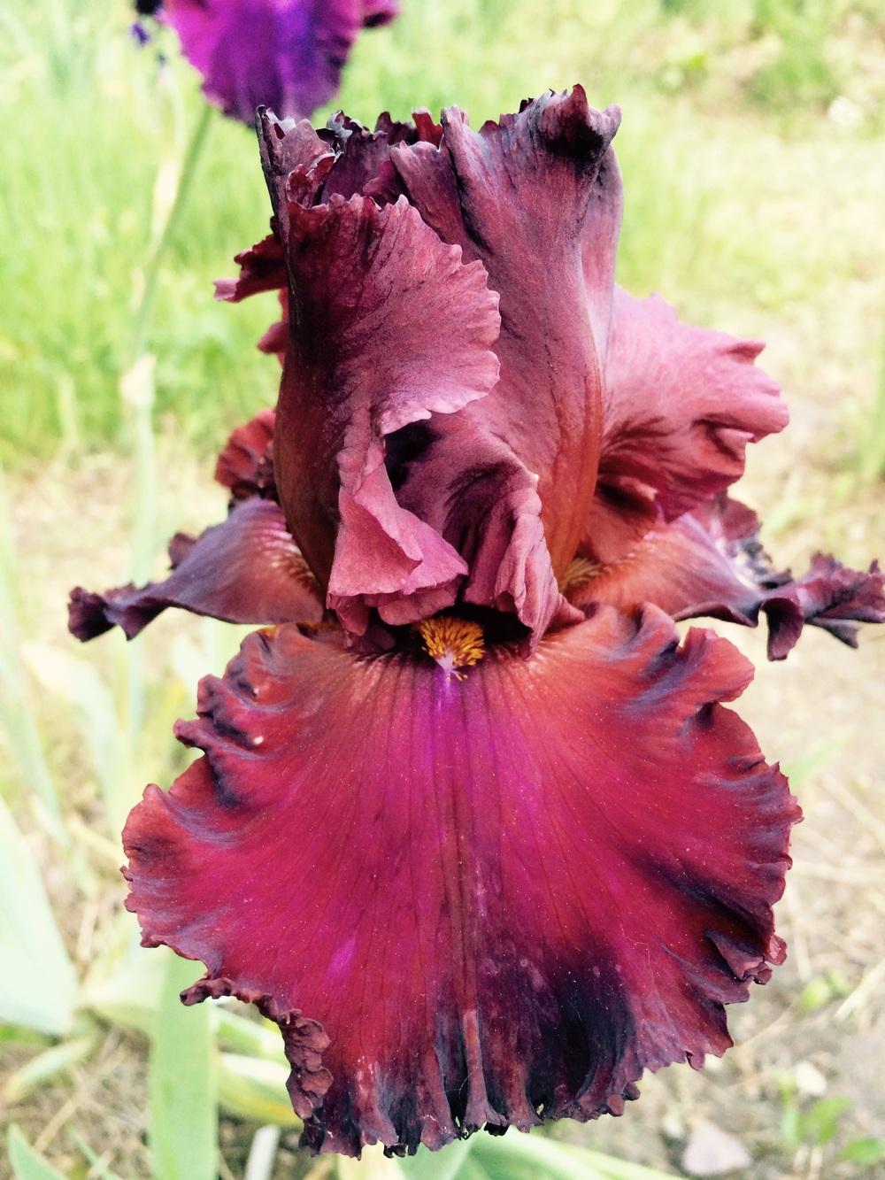 Photo of the bloom of Iris 'House Afire' posted by Lbsmitty
