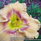 Location: Catawba SCDate: 2017-05-18