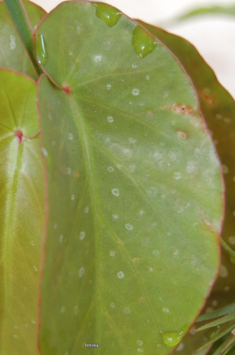 Guttation (water leaking/dripping out of leaves) in the Houseplants