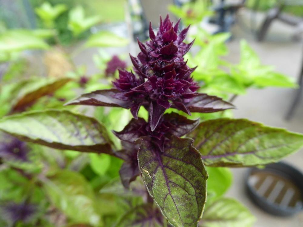 Basils Plant Care and Collection of Varieties