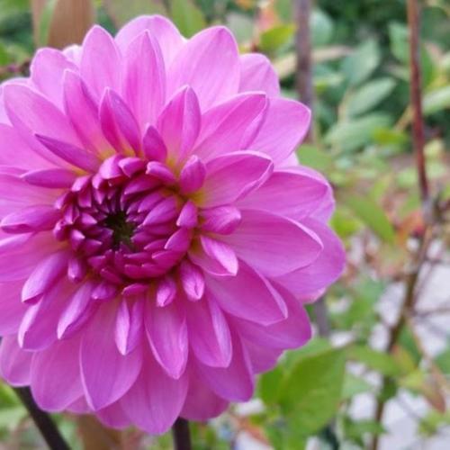 Dahlia ‘Carmen Bunky’ in the Dahlias Database - Garden.org