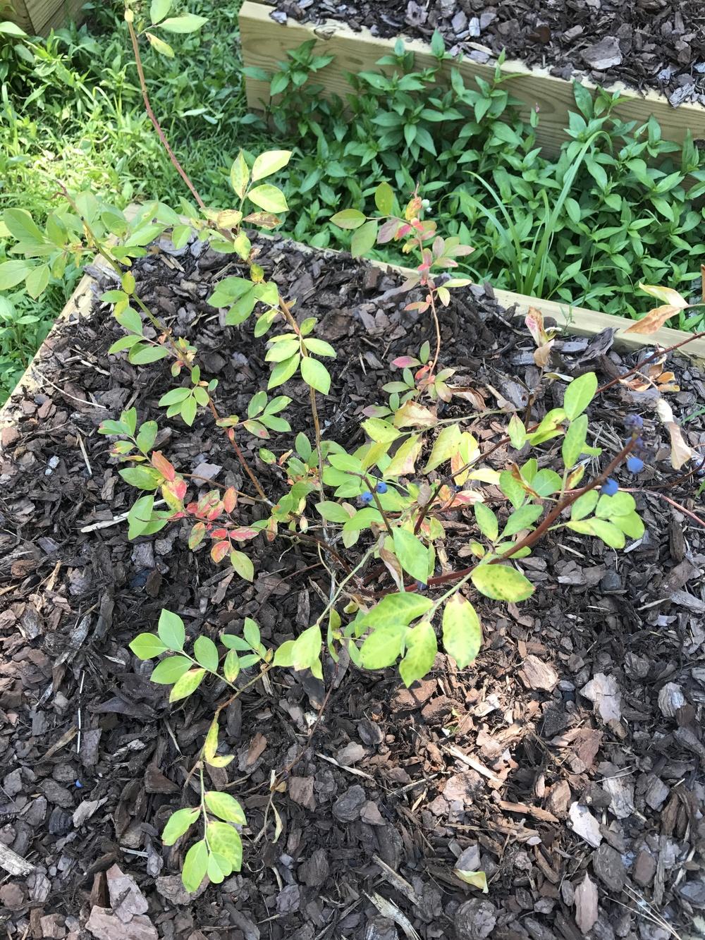 Blueberry bush looks like it's dying in the Ask a Question forum