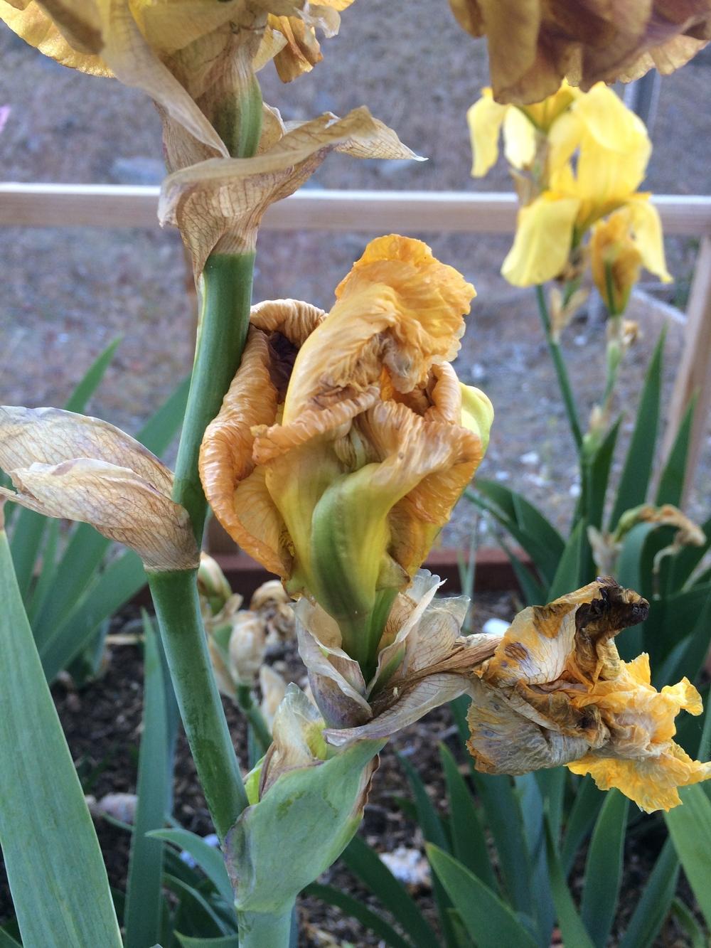 What's happening? in the Irises forum