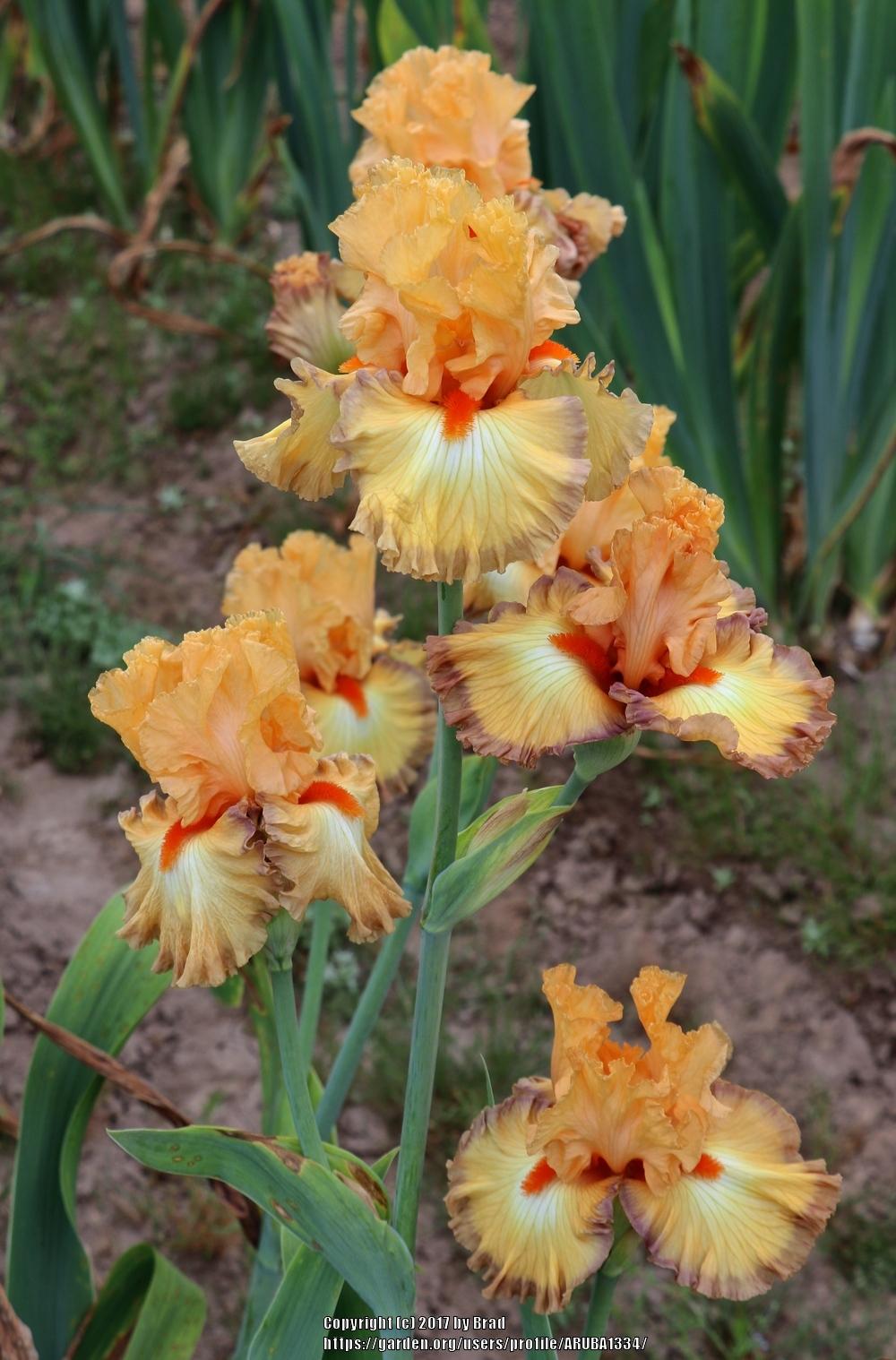 Photo of the bloom of Tall Bearded Iris (Iris 'Sunset Boulevard