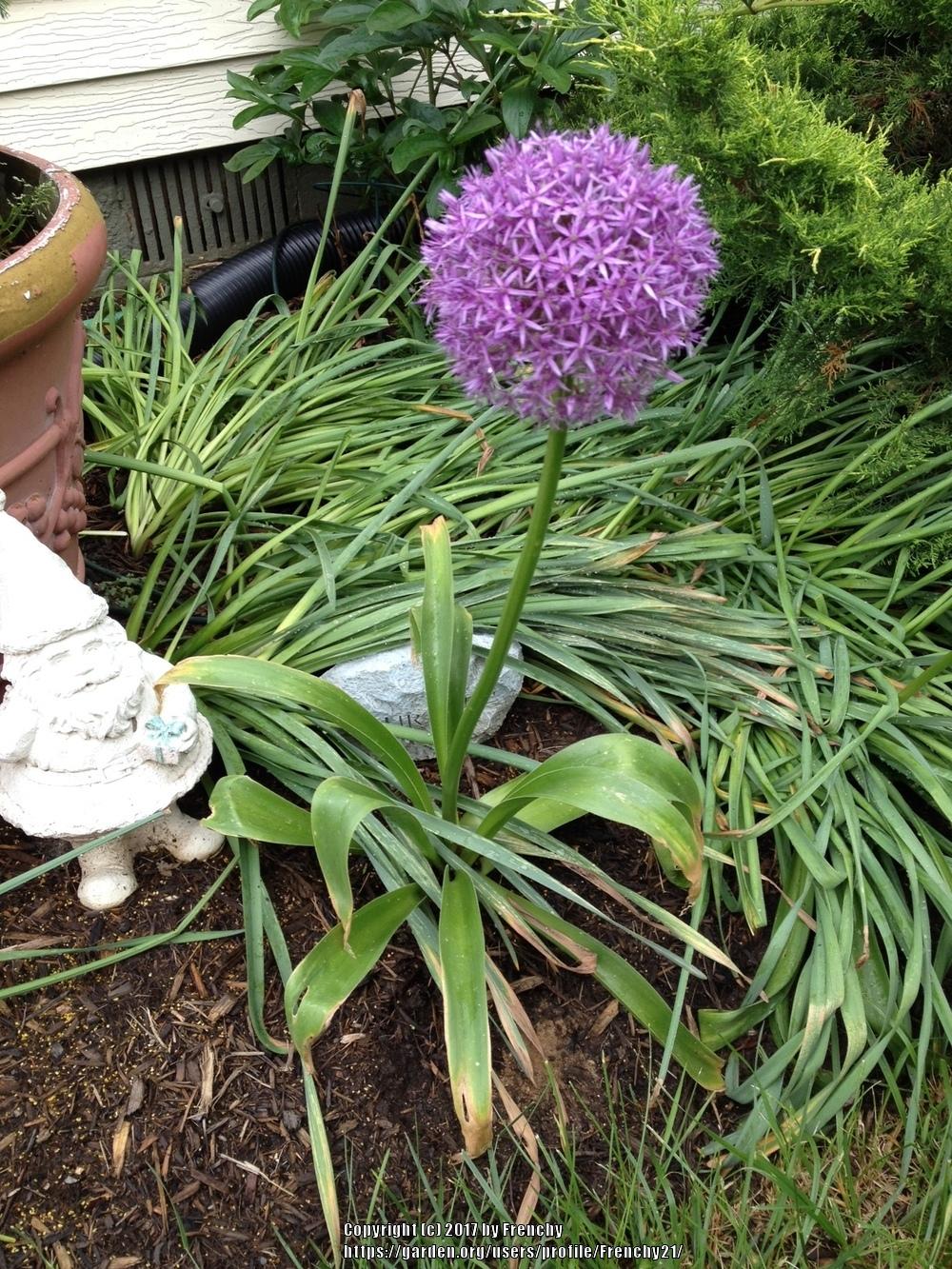 Photo of the entire plant of Giant Allium (Allium giganteum