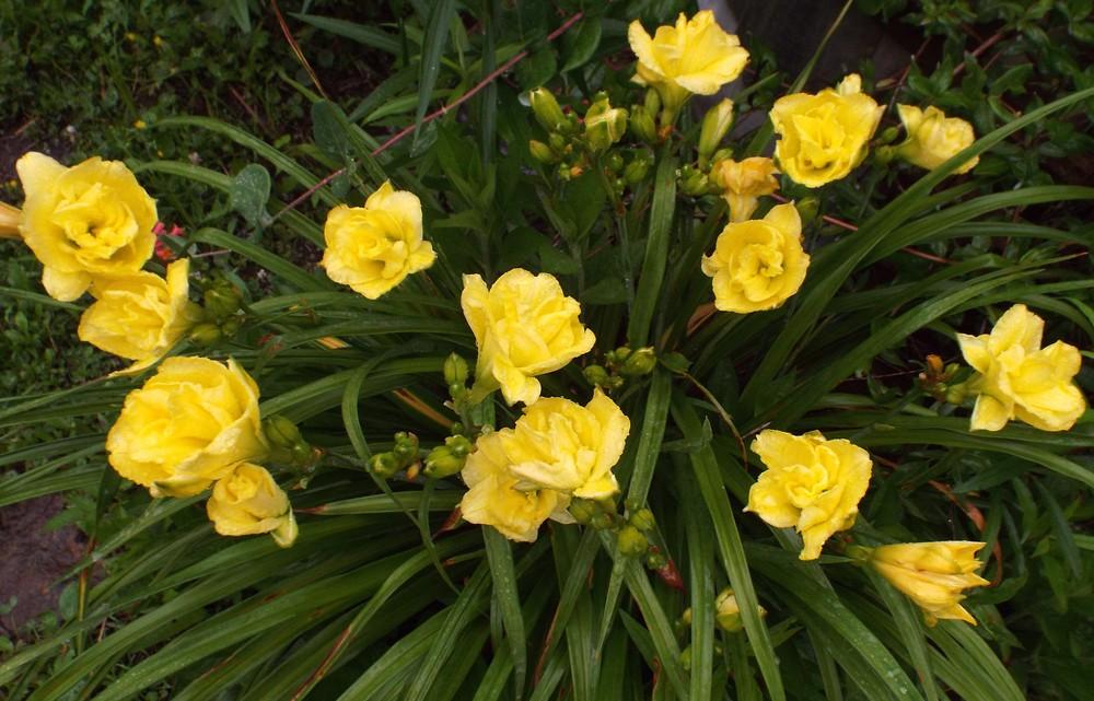 Photo of the entire plant of Daylily (Hemerocallis 'Cabbage Flower