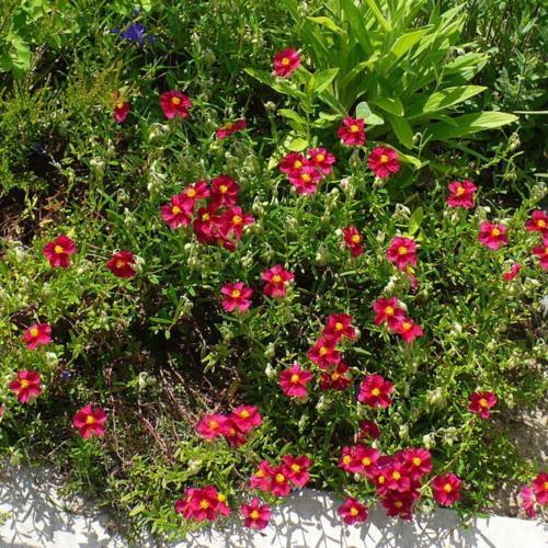Rock Rose (Helianthemum nummularium 'Dazzler')