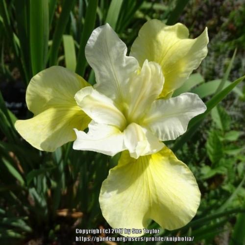 Siberian Iris (Iris 'Butter and Sugar') in the Irises Database
