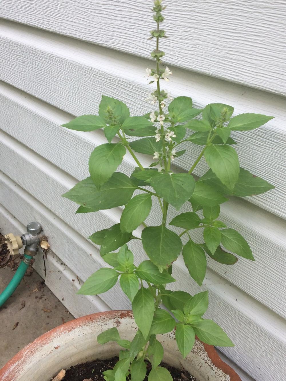 Basils Plant Care and Collection of Varieties