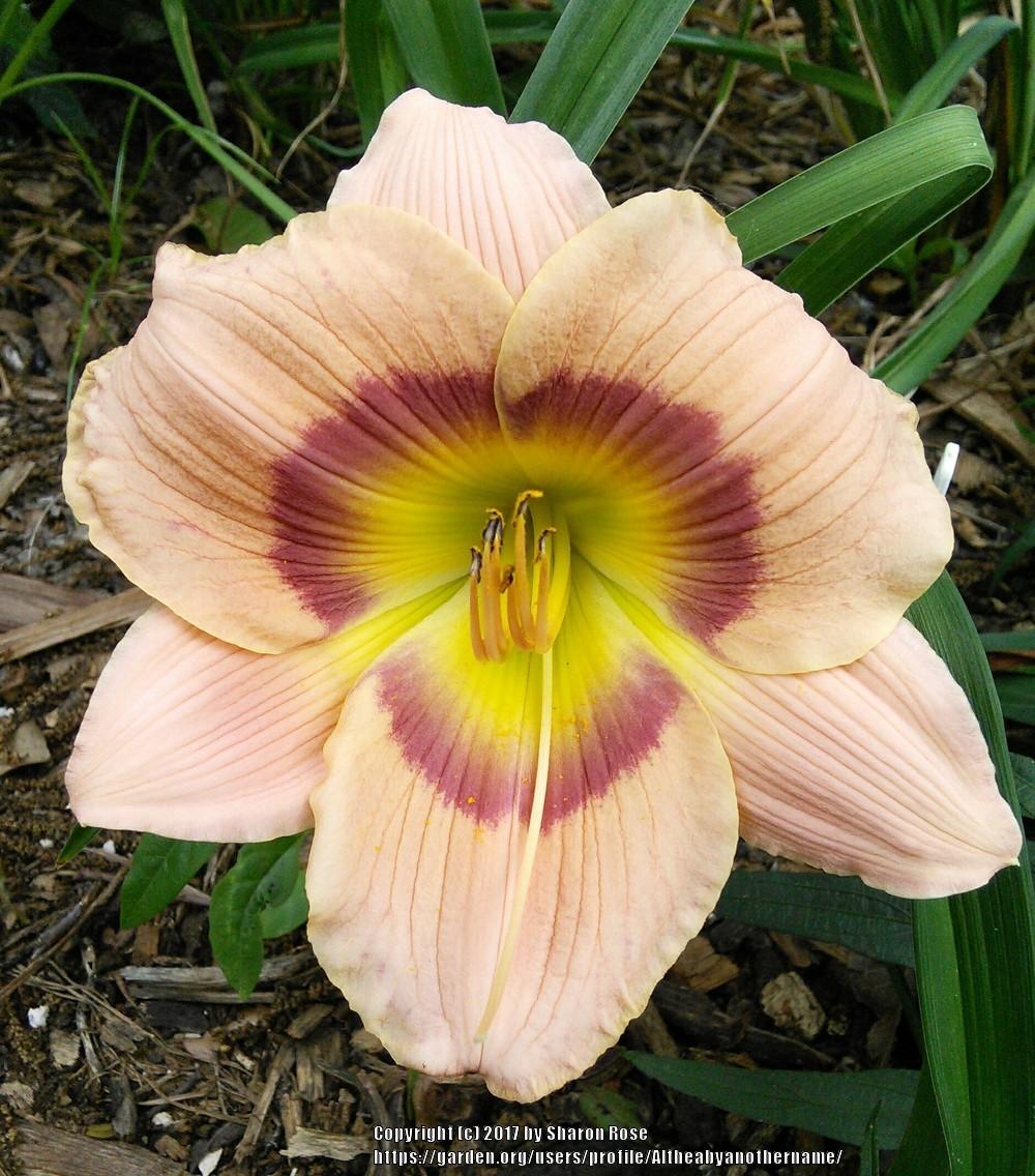Daylily (Hemerocallis 'Will Return') in the Daylilies Database