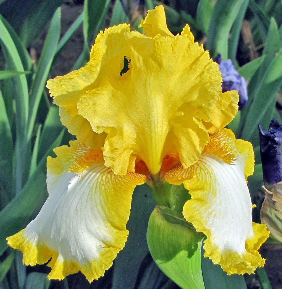 Photo of the bloom of Tall Bearded Iris (Iris 'Sunshine and Snow