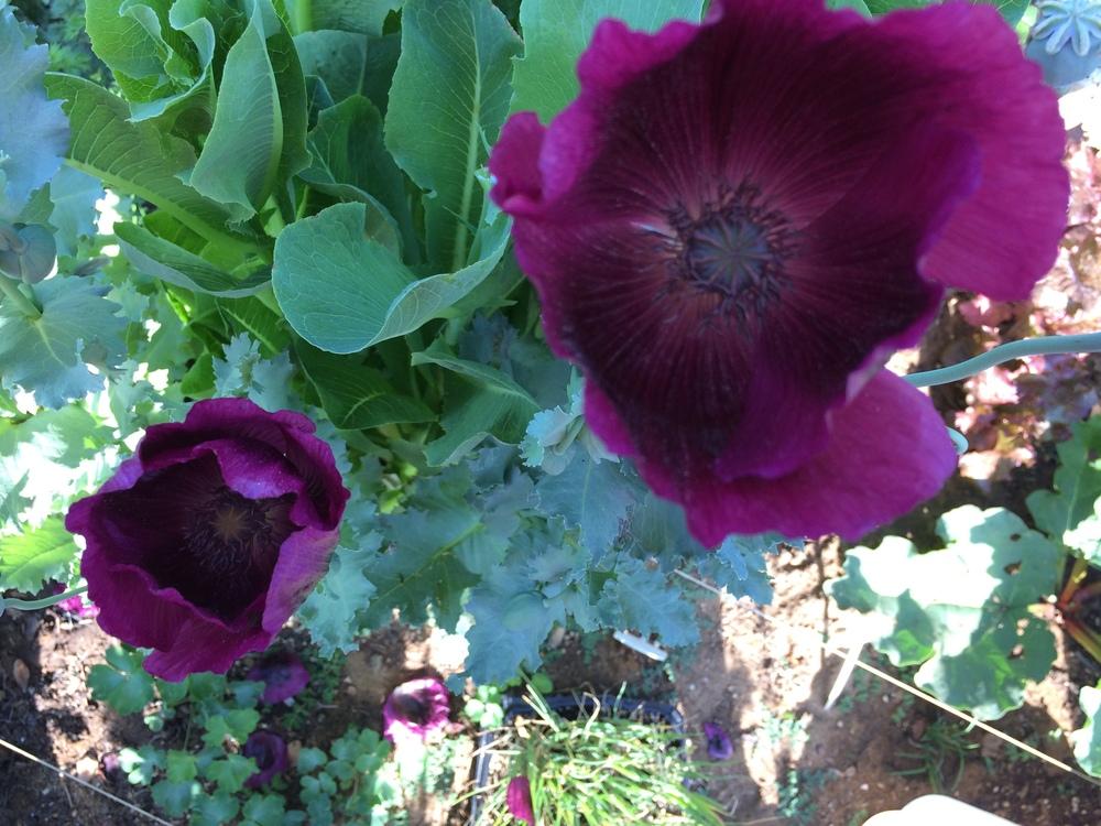 Ice Cube Poppies in Ice Cube Poppies (Growing Poppies in WarmSpring
