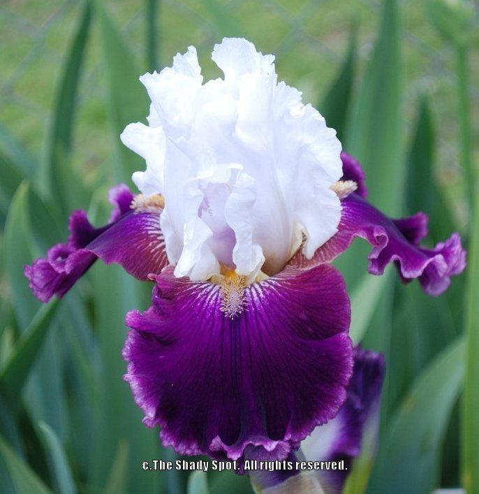 Photo of the bloom of Tall Bearded Iris (Iris 'Jazz Queen') posted by