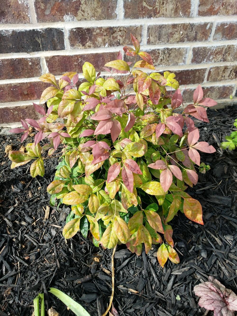 Heavenly Bamboos Plant Care and Collection of Varieties