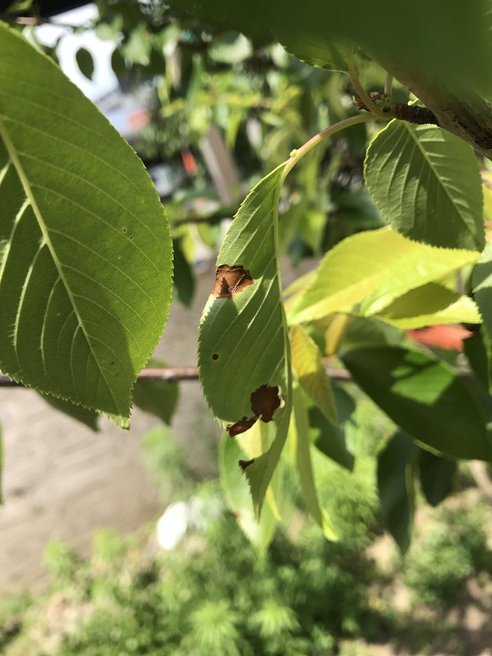 Dry brown patches on flowering cherry leaves? in the Pests and Diseases