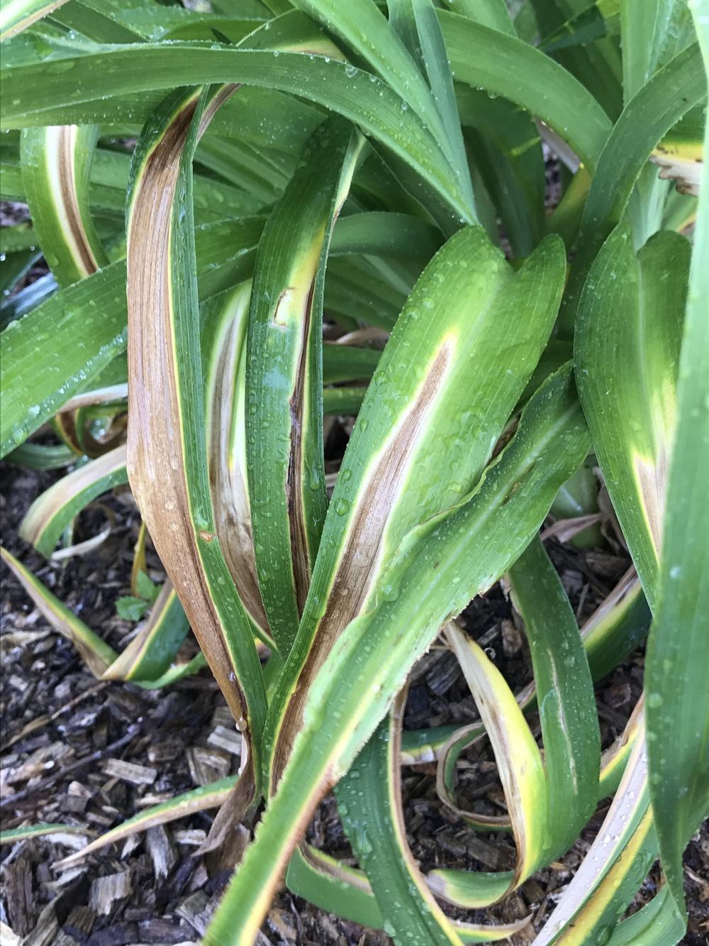 Daylily Leaf Problem in the Daylilies forum